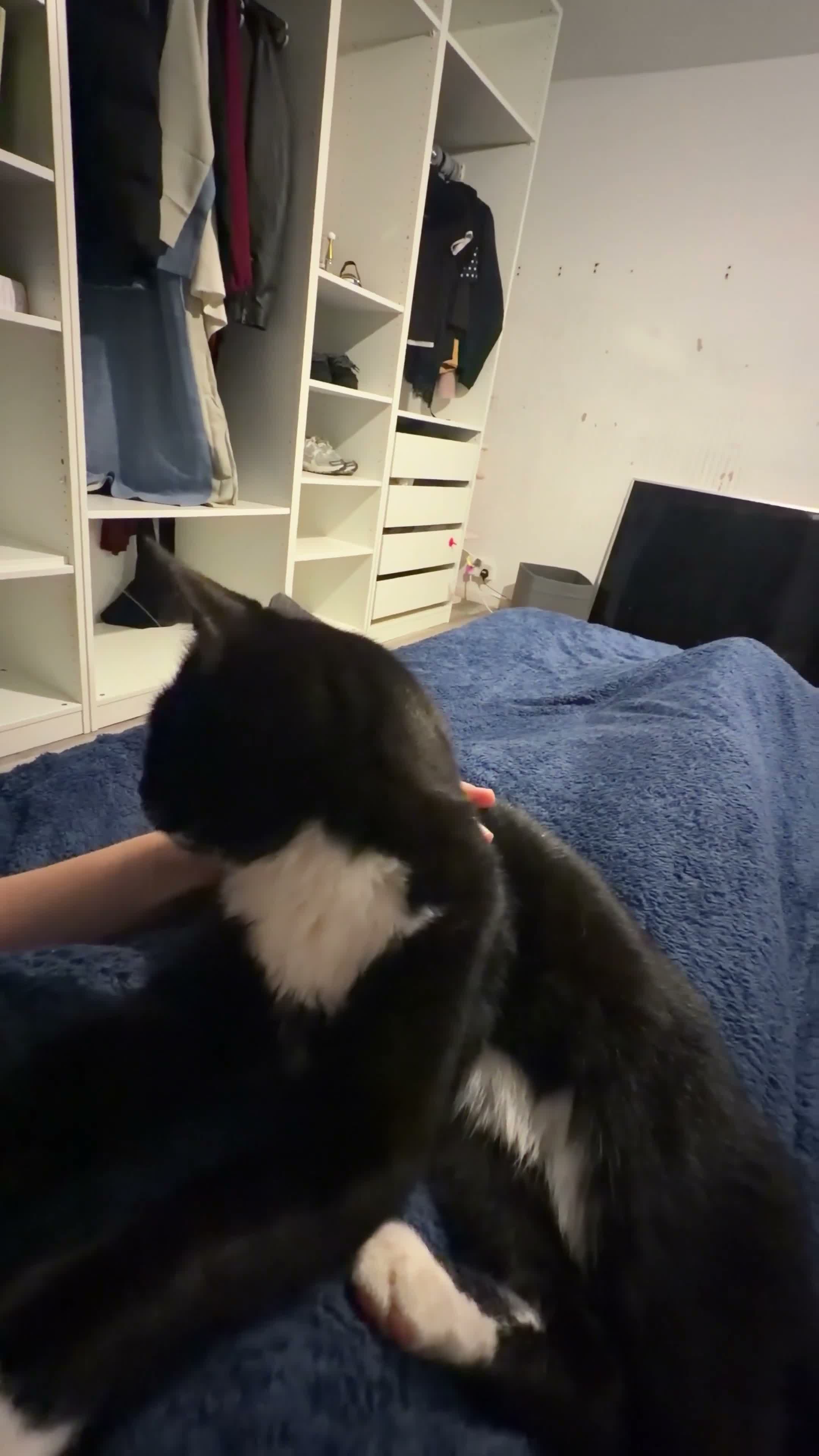 Mixed Breed cats for sale: 3 cats for sale  - Video 2