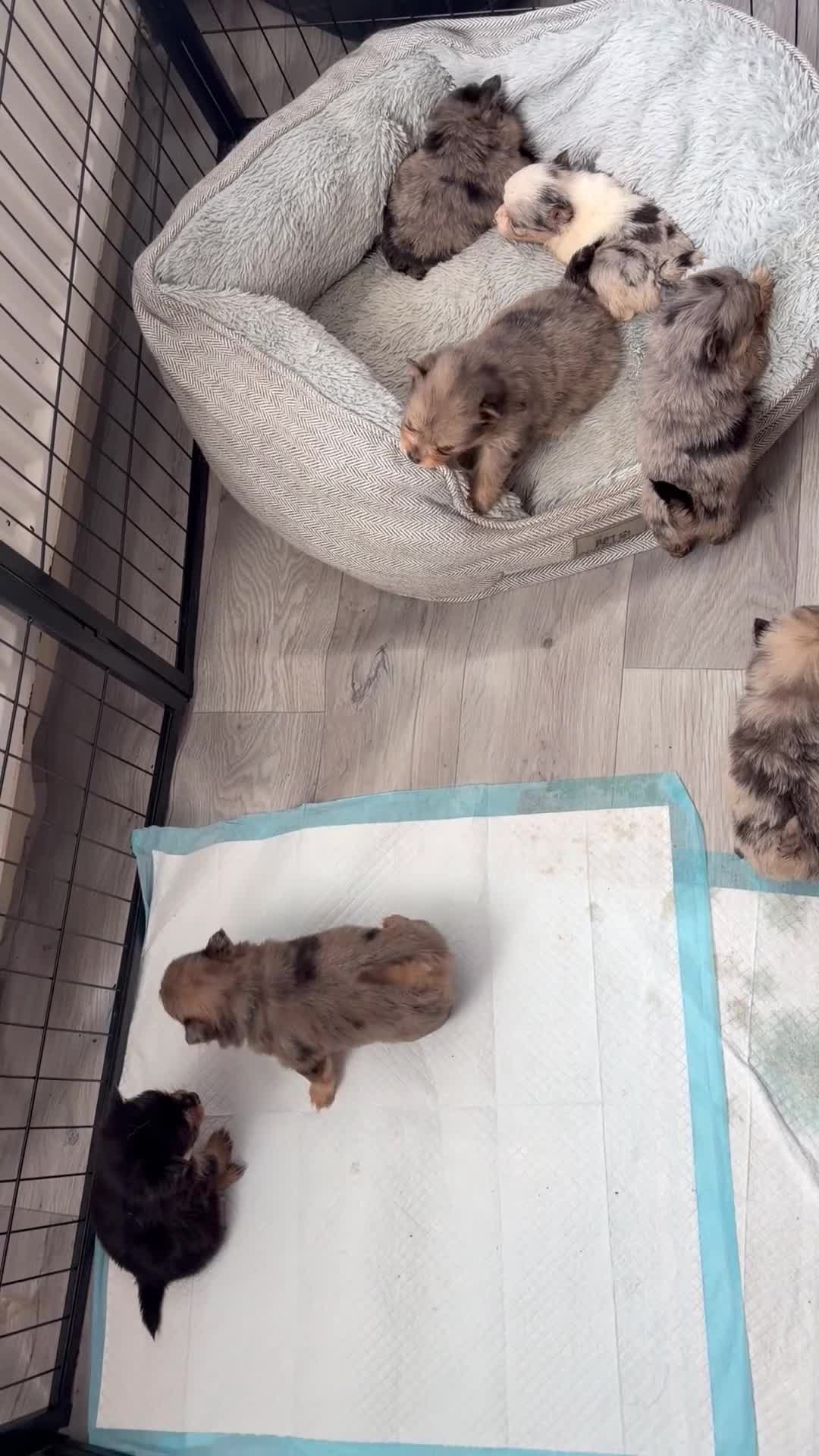 Pomchi dogs for sale: Pomchi puppies - Video 1