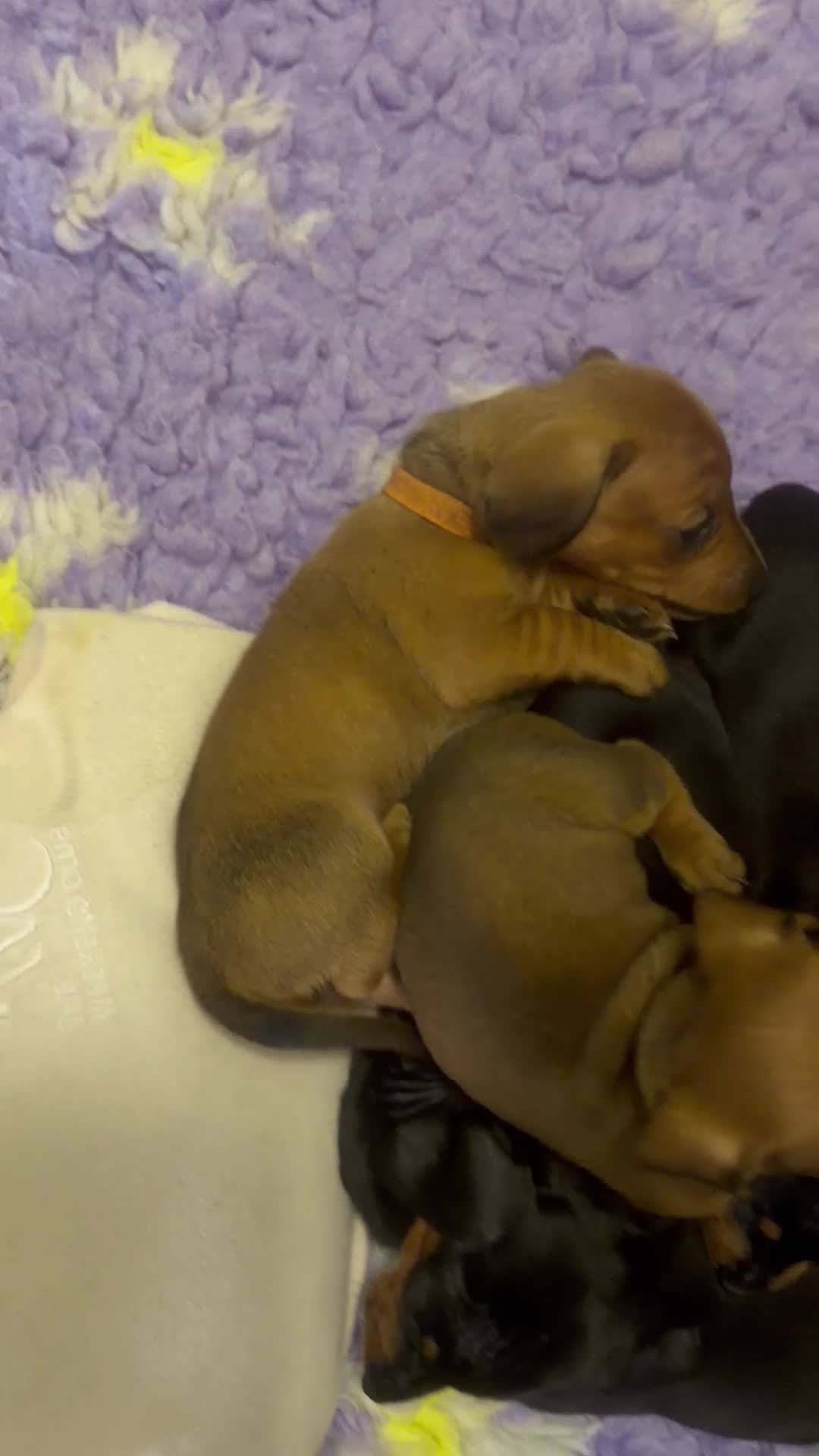 Dachshund dogs for sale: Standard Dachshunds Glasgow - Video 4