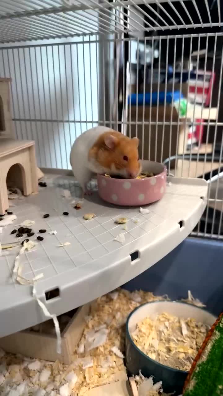 Hamster rodents for sale: Hamster up for adoption urgently! - Video 2