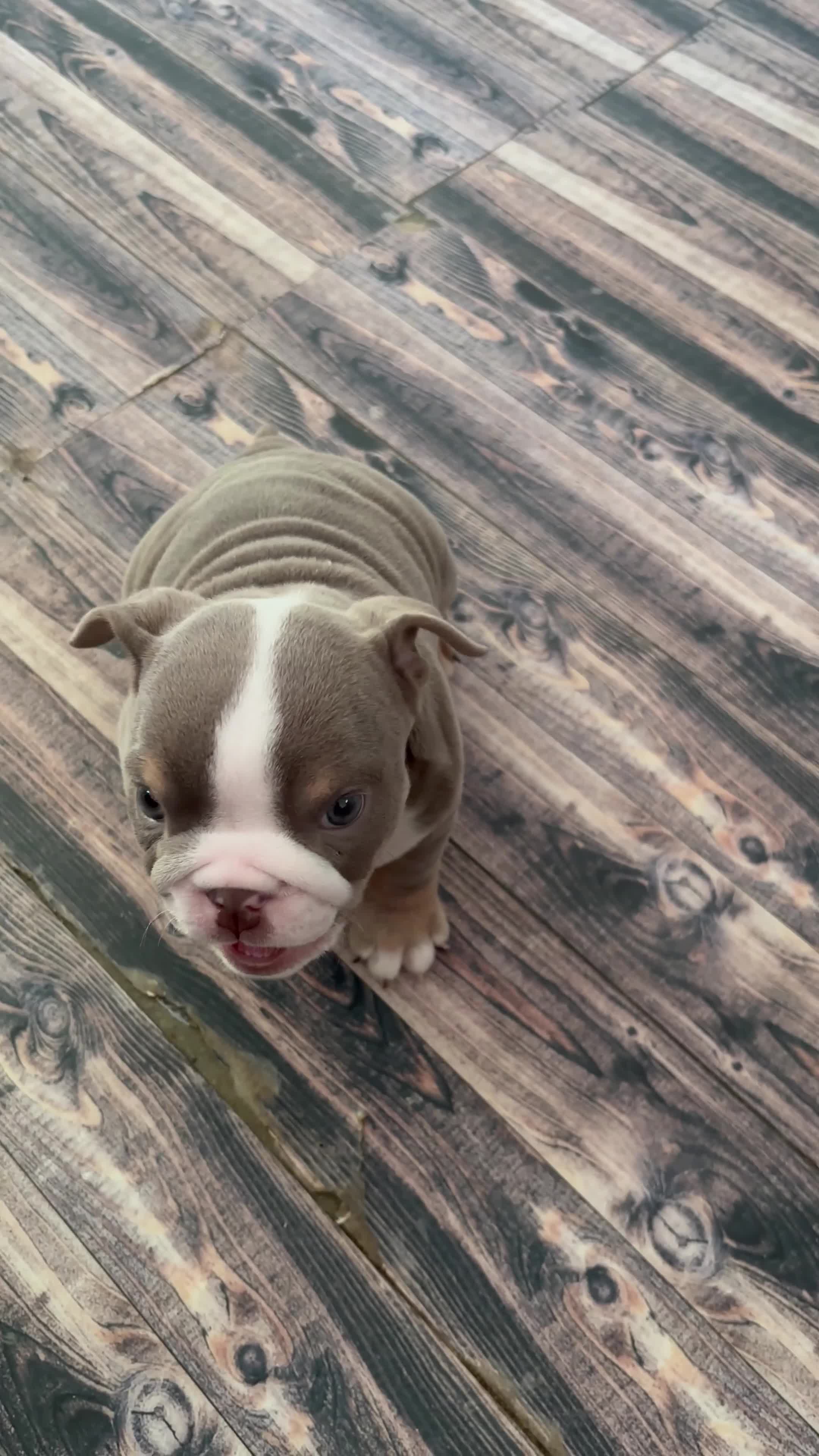 English Bulldog dogs for sale: 8 Week old English Bulldog puppies. - Video 1