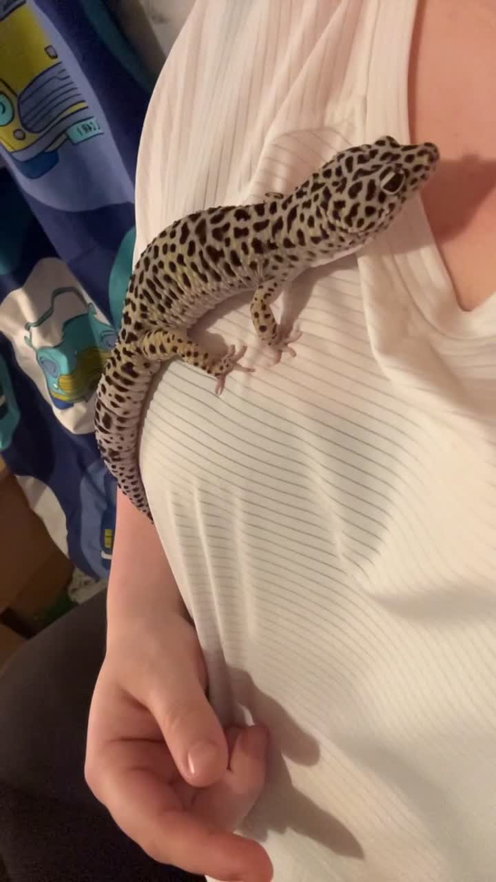 Leopard Gecko reptiles for sale: Leopard gecko and enclosure and spray bottle  - Video 1
