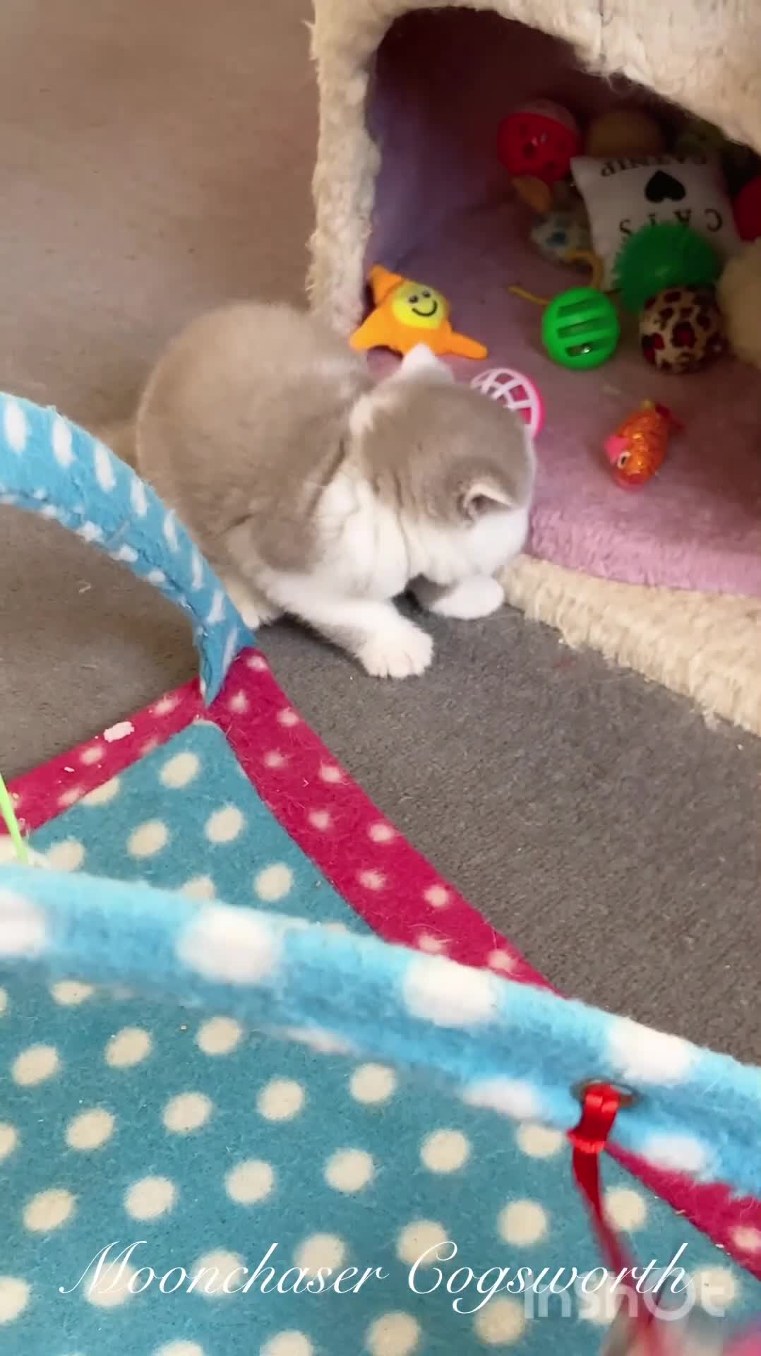 British Shorthair cats for sale: Gorgeous British Shorthair Kittens - TICA Reg - Video 1