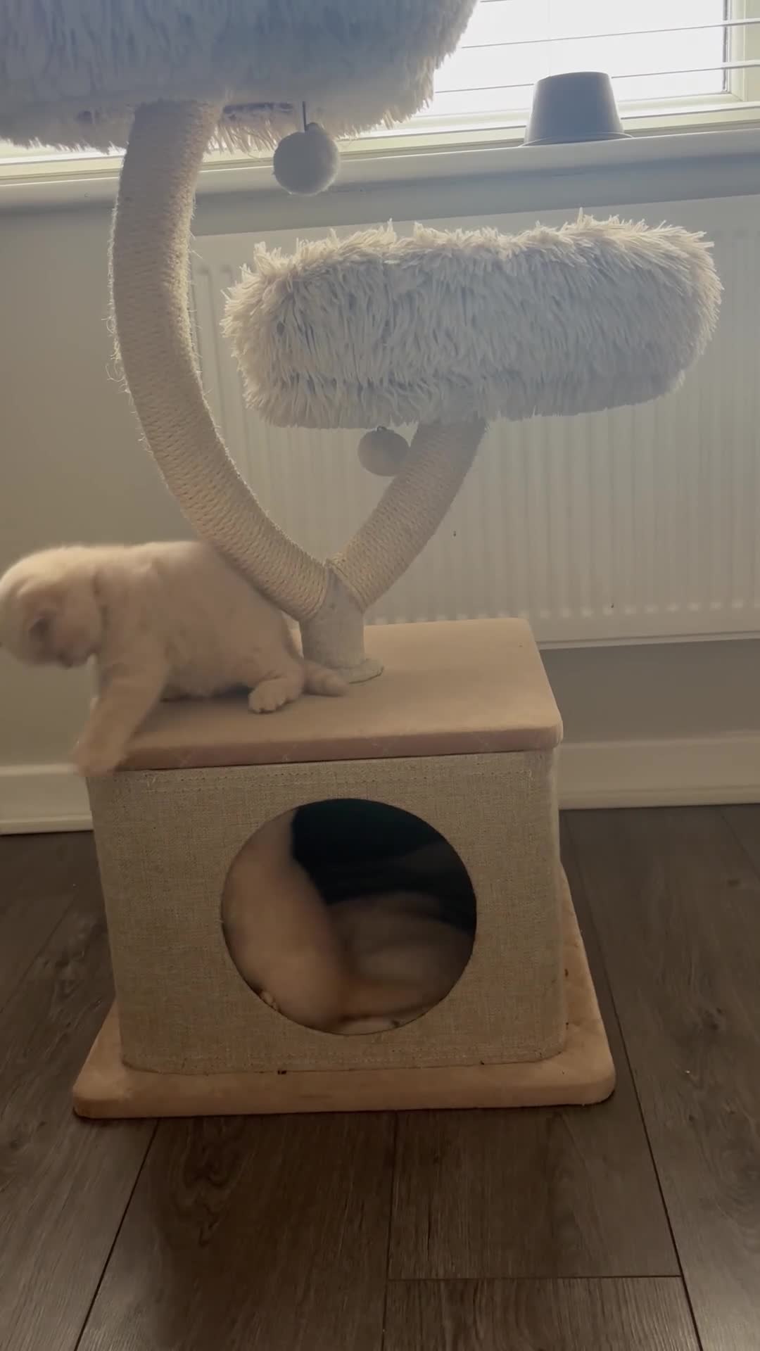 British Shorthair cats for sale: 🏆 BLOODLINE.. BEAUTIFUL CREAM BSH KITTENS - Video 3