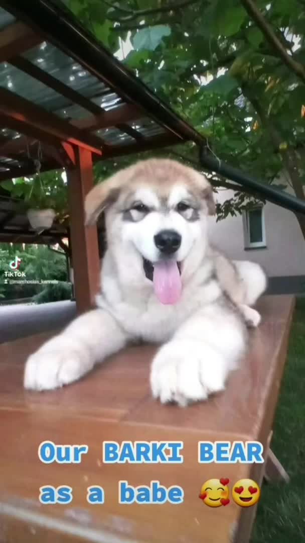 Alaskan Malamute dogs for stud: Alaskan Malamute Stud Proven in Darwen - Video 1