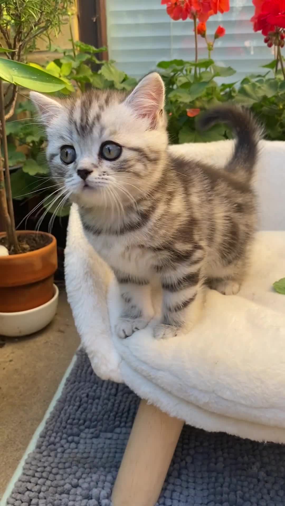 Scottish Fold cats for sale: LICENSED CATTERY, PURE BREED TOP QUALITY KITTENS - Video 4