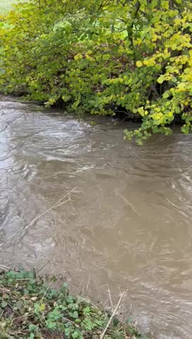 Labrador Retriever dogs for stud: KC registered, health checked, proven stud dog! in Radstock - Video 1