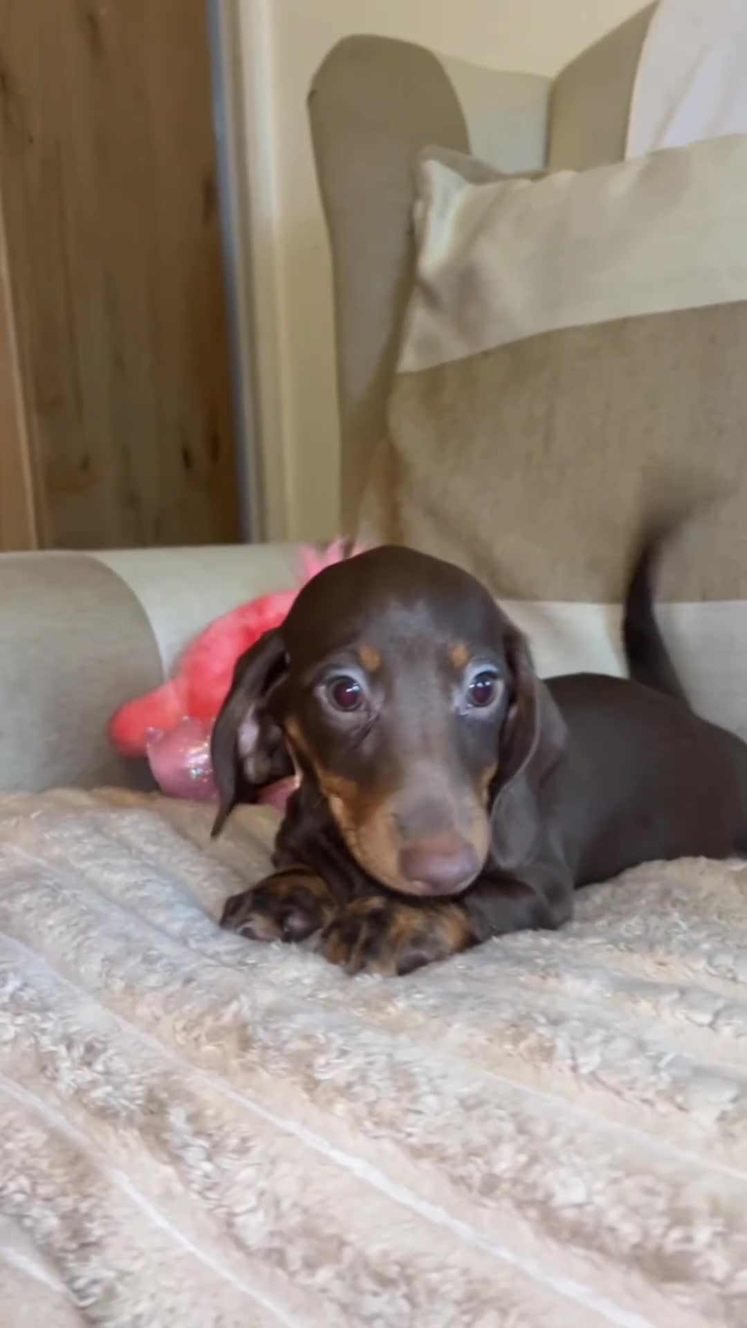 Miniature Dachshund dogs for sale: Miniature dadhaunds ready now  - Video 1