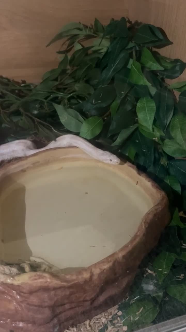 Corn Snake reptiles for sale: Albino corn snake  - Video 1