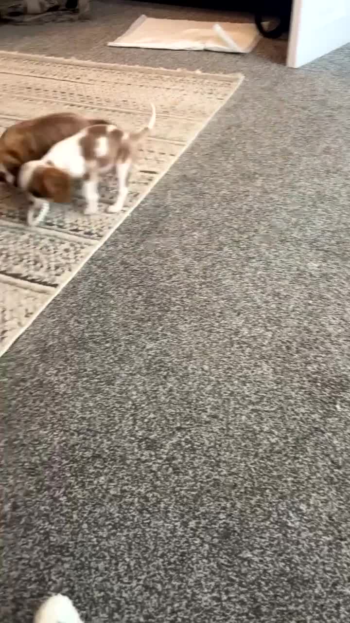 Cavalier King Charles Spaniel dogs for sale: 🐶KC Cavalier King Charles Puppies ready today! 🐶 - Video 2