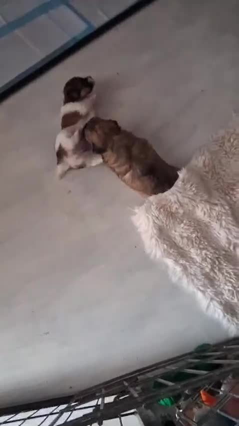 Lhasa Apso dogs for sale: Lhasa x yorkie - Video 1