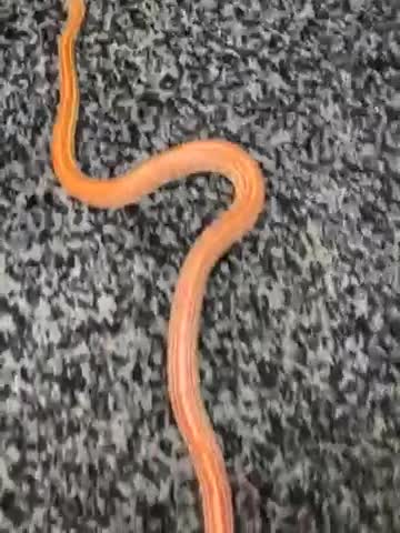 Corn Snake reptiles for sale: 10 month corn snake sunkist tetra morth  in Mansfield - Video 2