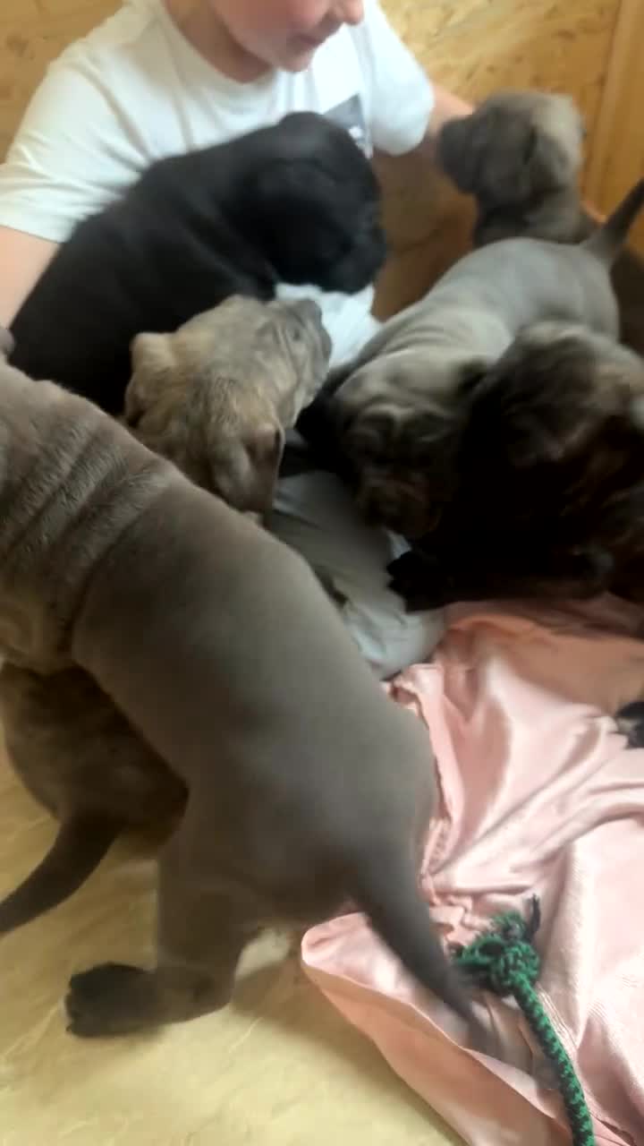 Cane Corso dogs for sale: Cane corso puppies  - Video 1