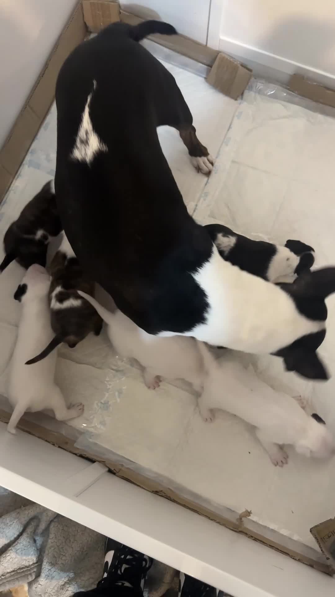 English Bull Terrier dogs for sale: English Bull Terrier Puppies  - Video 1