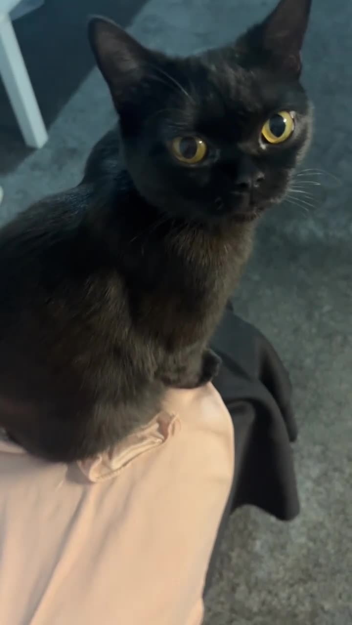 British Shorthair cats for sale: Beautiful Black British Shorthair Young Adult Cat - Video 3