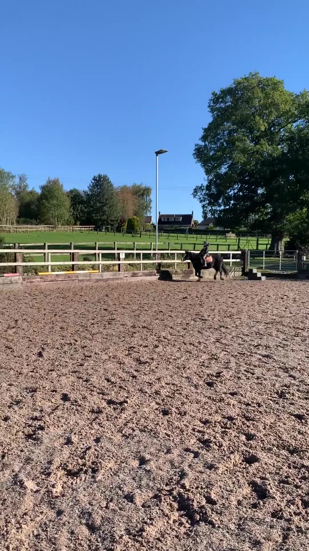 Irish Cob horses for sale: 13hh Super Safe Cob - Video 1