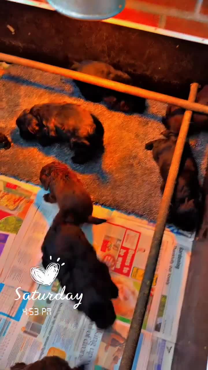 Cockapoo dogs for sale: F1 health tested Cockerpoos  in Wrexham - Video 1