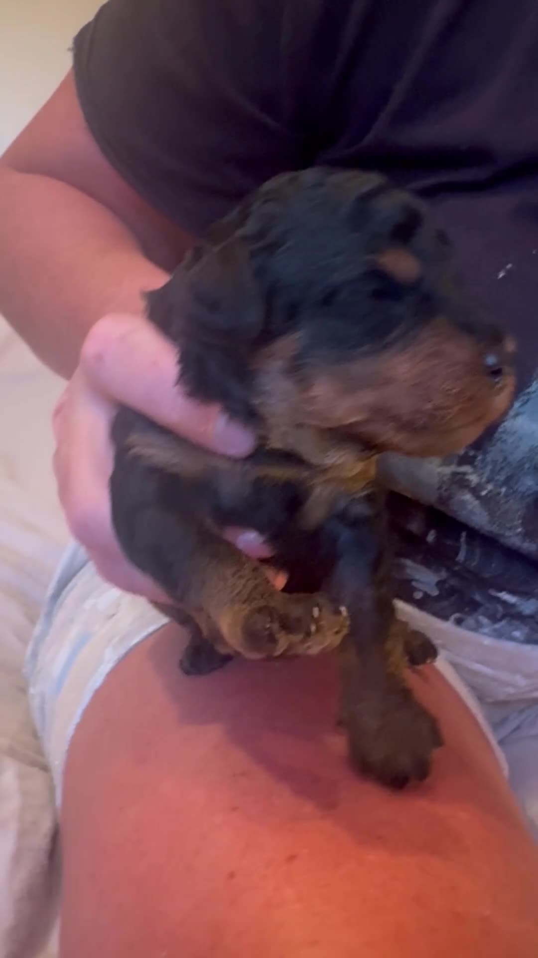 Mixed Breed dogs for sale: Puppies born! 2 remaining available  - Video 4