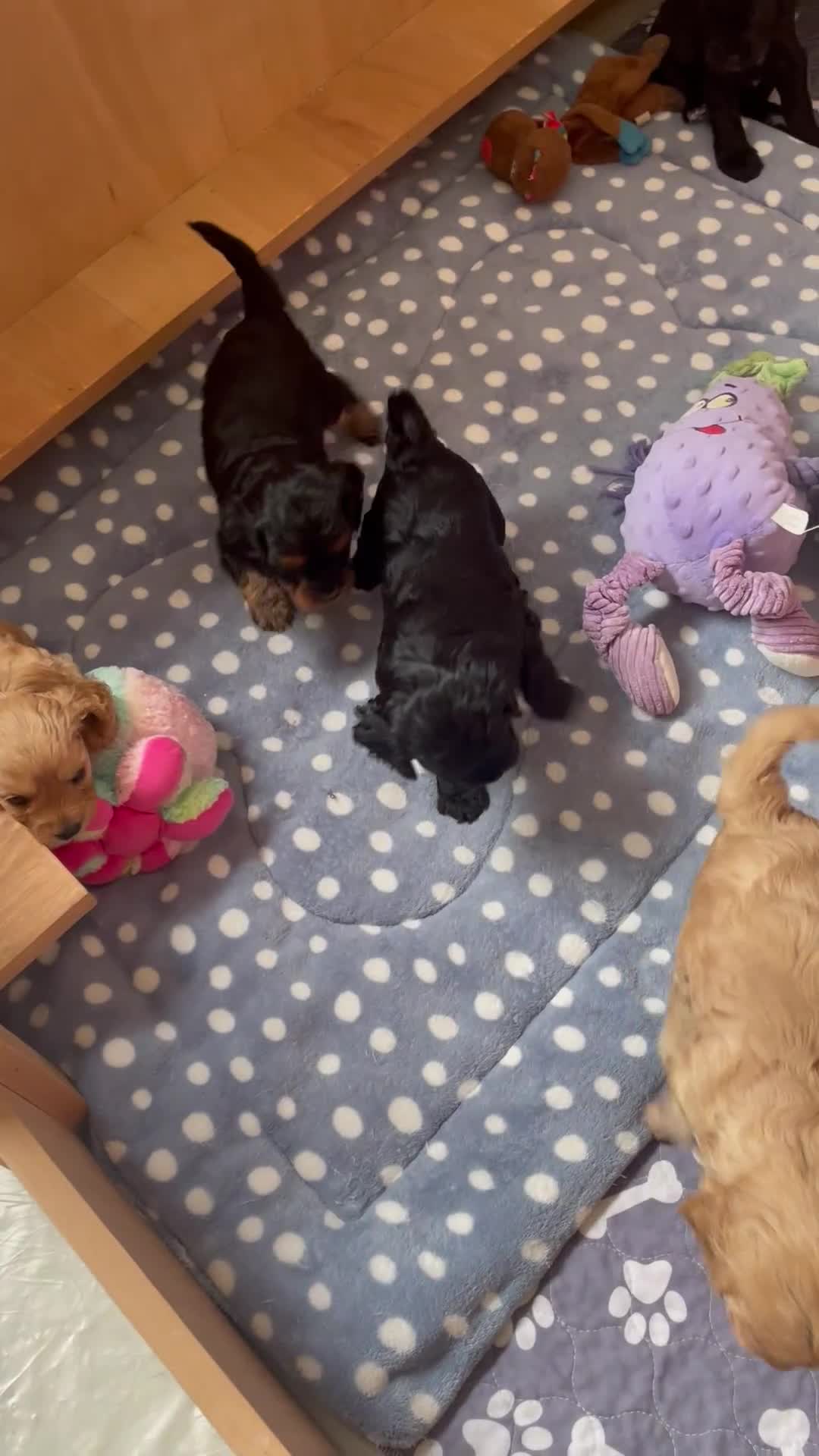 Cavapoo dogs for sale: Cavapoo - Video 3