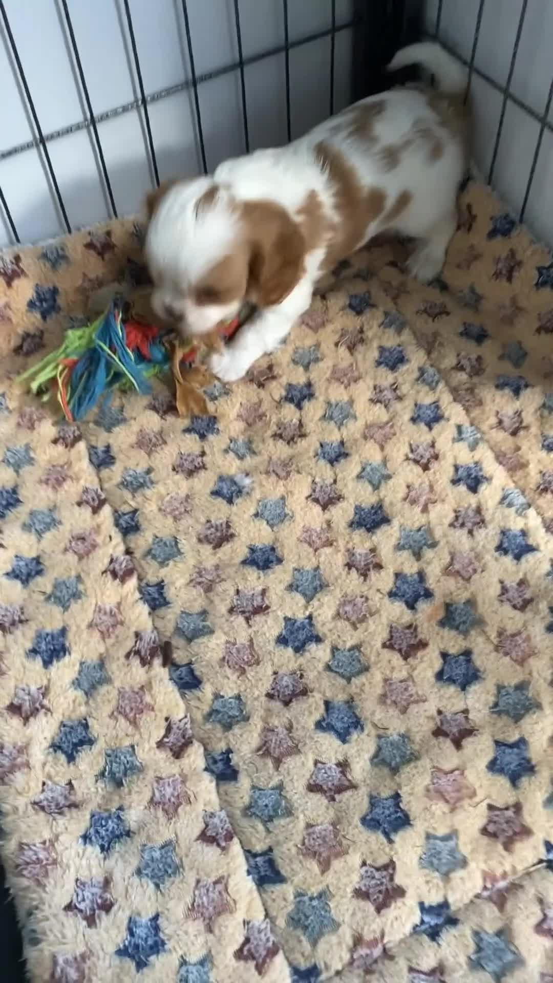 Cavalier King Charles Spaniel dogs for sale: Chocolate Cavalier Puppies  - Video 2