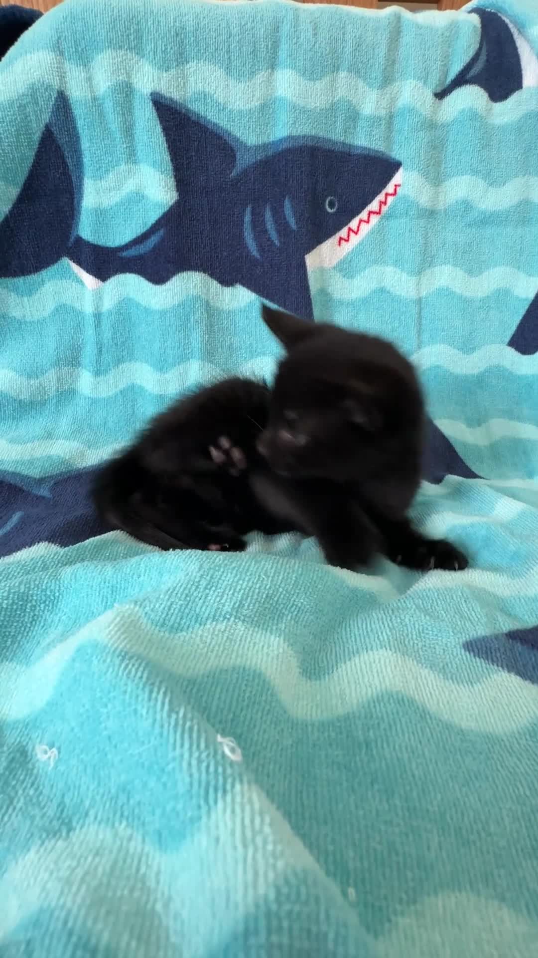Mixed Breed cats for sale: Kittens, black and white - Video 3