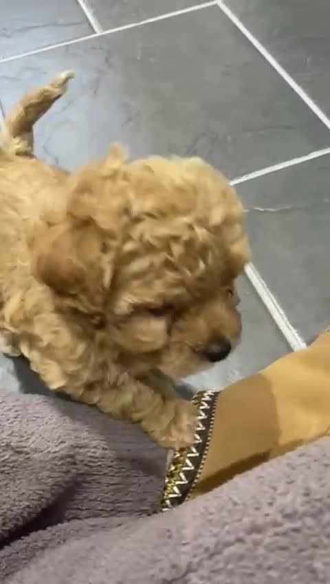 Poochon dogs for sale: ♥️🐶🧸  RARE TINY ASIAN TOY POOCHONS FOR SALE ♥️ - Video 4