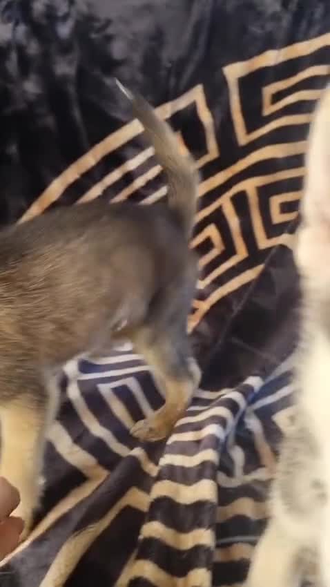 Shepsky dogs for sale: Shepsky puppies  - Video 1