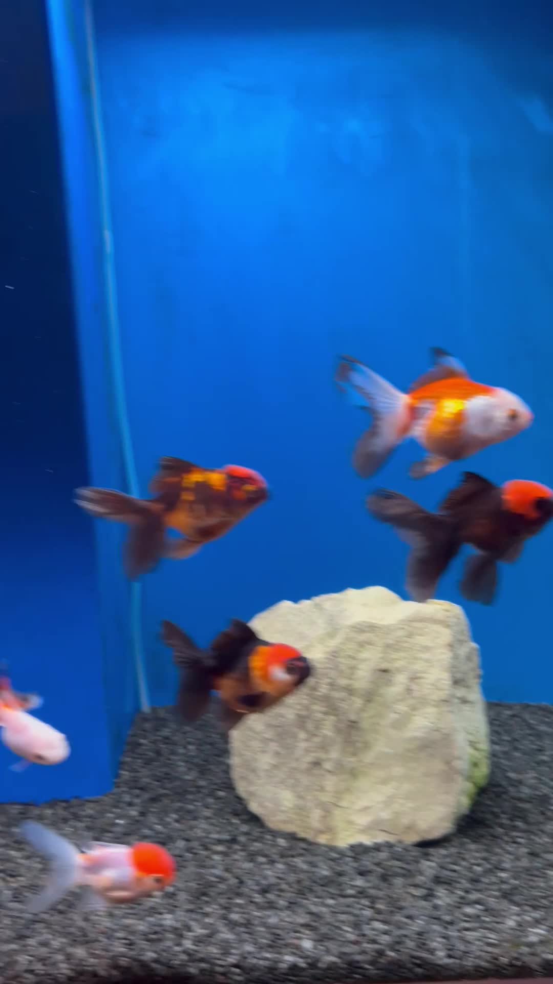 Fancy Goldfish fish for sale: Fancy goldfish  in Liverpool - Video 1