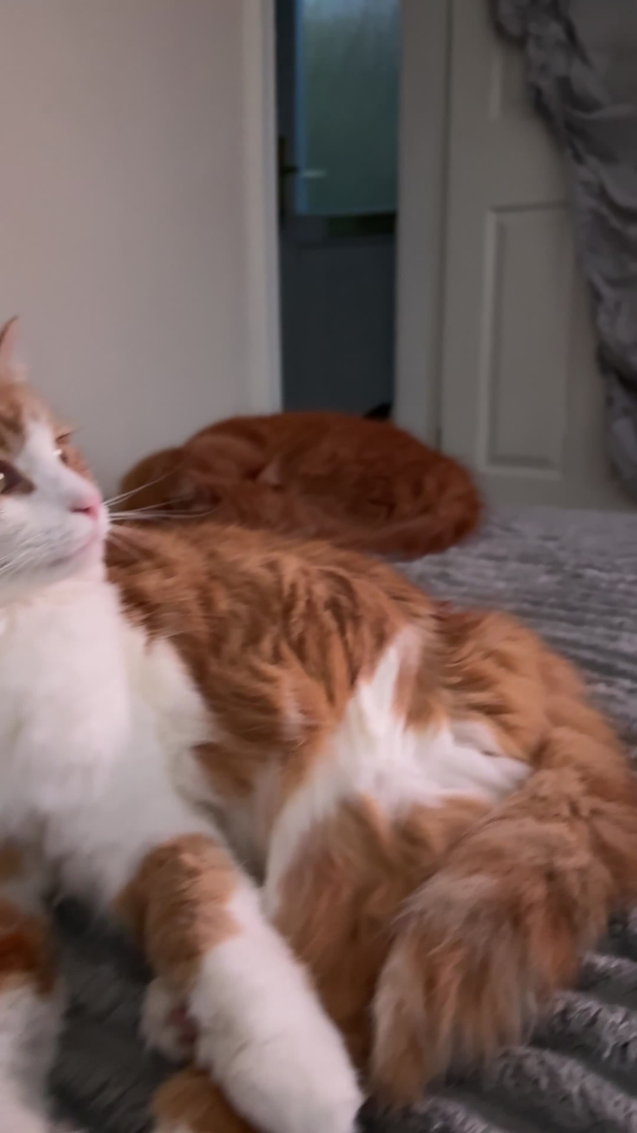 Mixed Breed cats for sale: Two adults cats for rehoming - Video 1