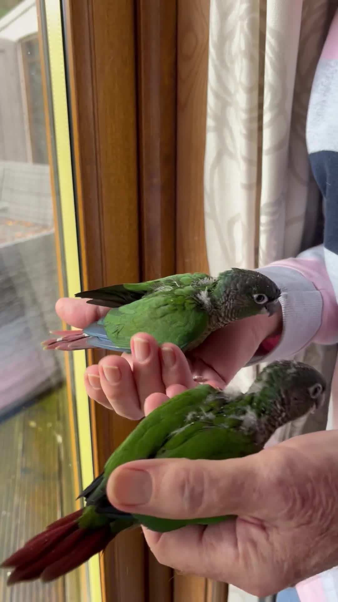 Conures birds for sale: Silly tame Green Cheeked Conure chicks  - Video 1