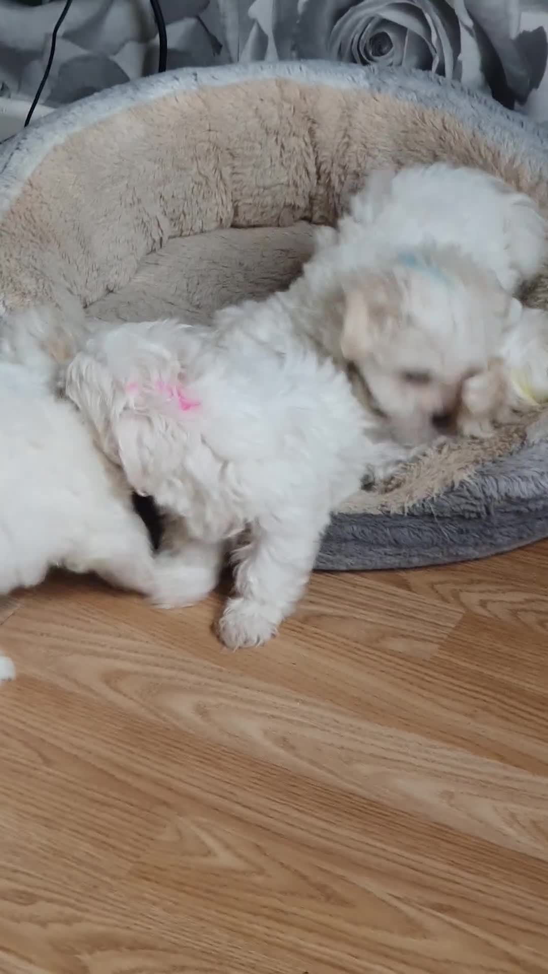 Havanese dogs for sale: Extra mini Havanese x Maltese puppies - Video 1