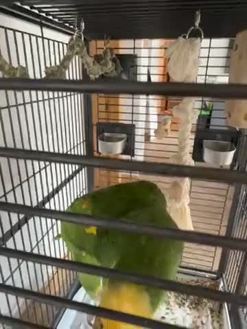 Parrots birds for sale: Blue fronted Amazon Parrot  in Neath - Video 1