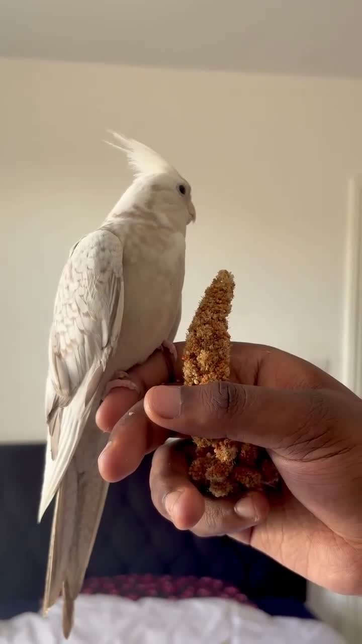Cockatiels birds for sale: Hand Reared White Pied Baby Cockatiel  - Video 1