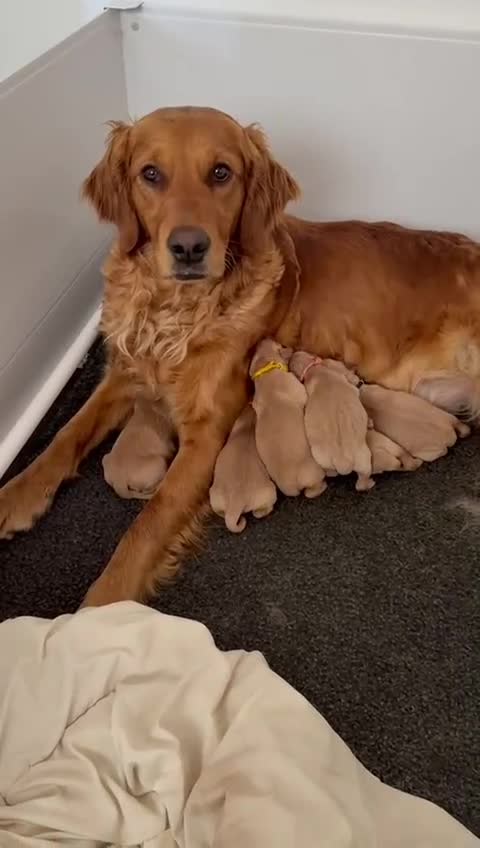 Golden Retriever dogs for sale: Stunning puppies  in Market Rasen - Video 1