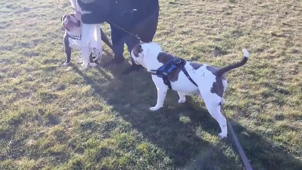 Old Tyme Bulldog dogs for sale: Mylo   tri in colour  - Video 1