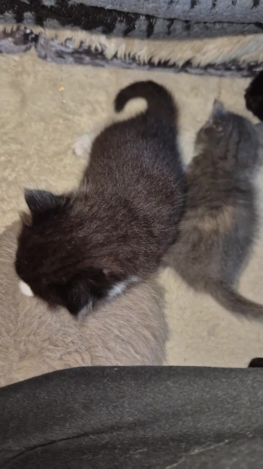 Mixed Breed cats for sale: Fluffy Siberian Mix Kittens 🐾 Ready to reserve 🐾 - Video 1