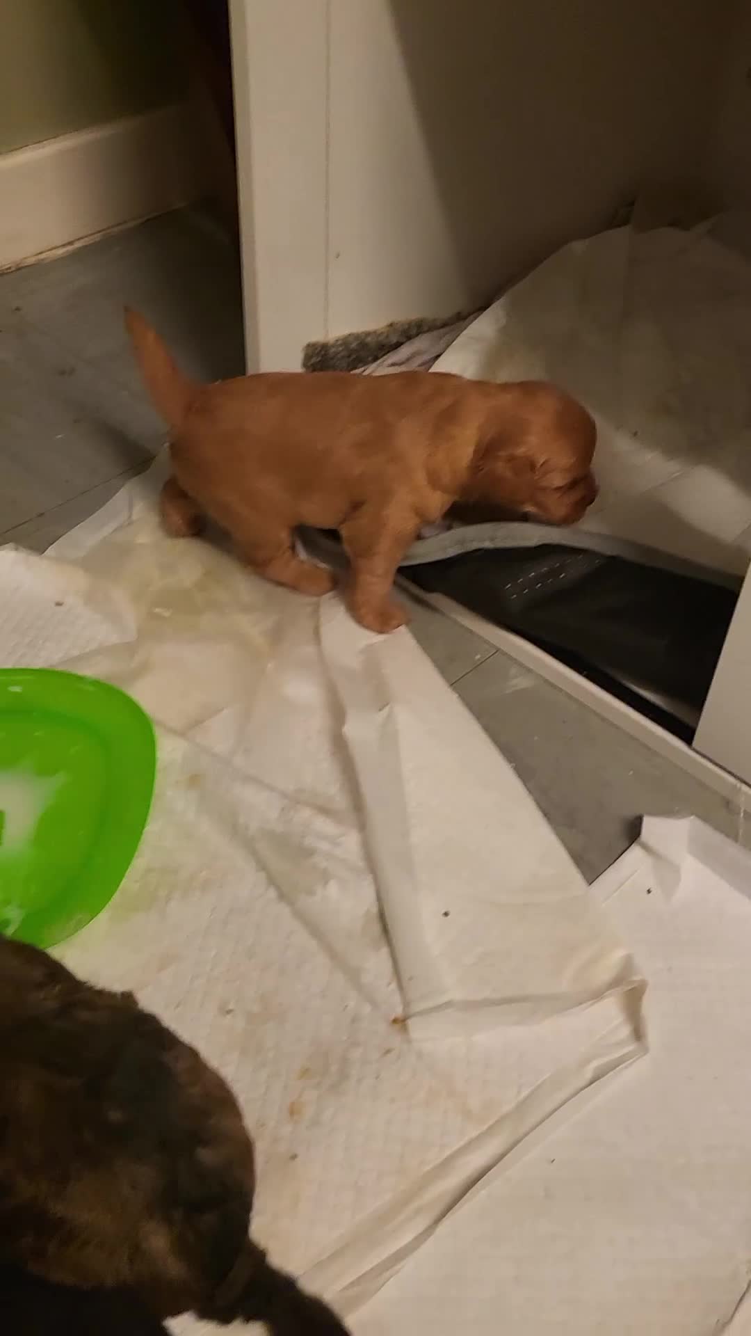 Mixed Breed dogs for sale: Pooshi x Bedipoo  - Video 5