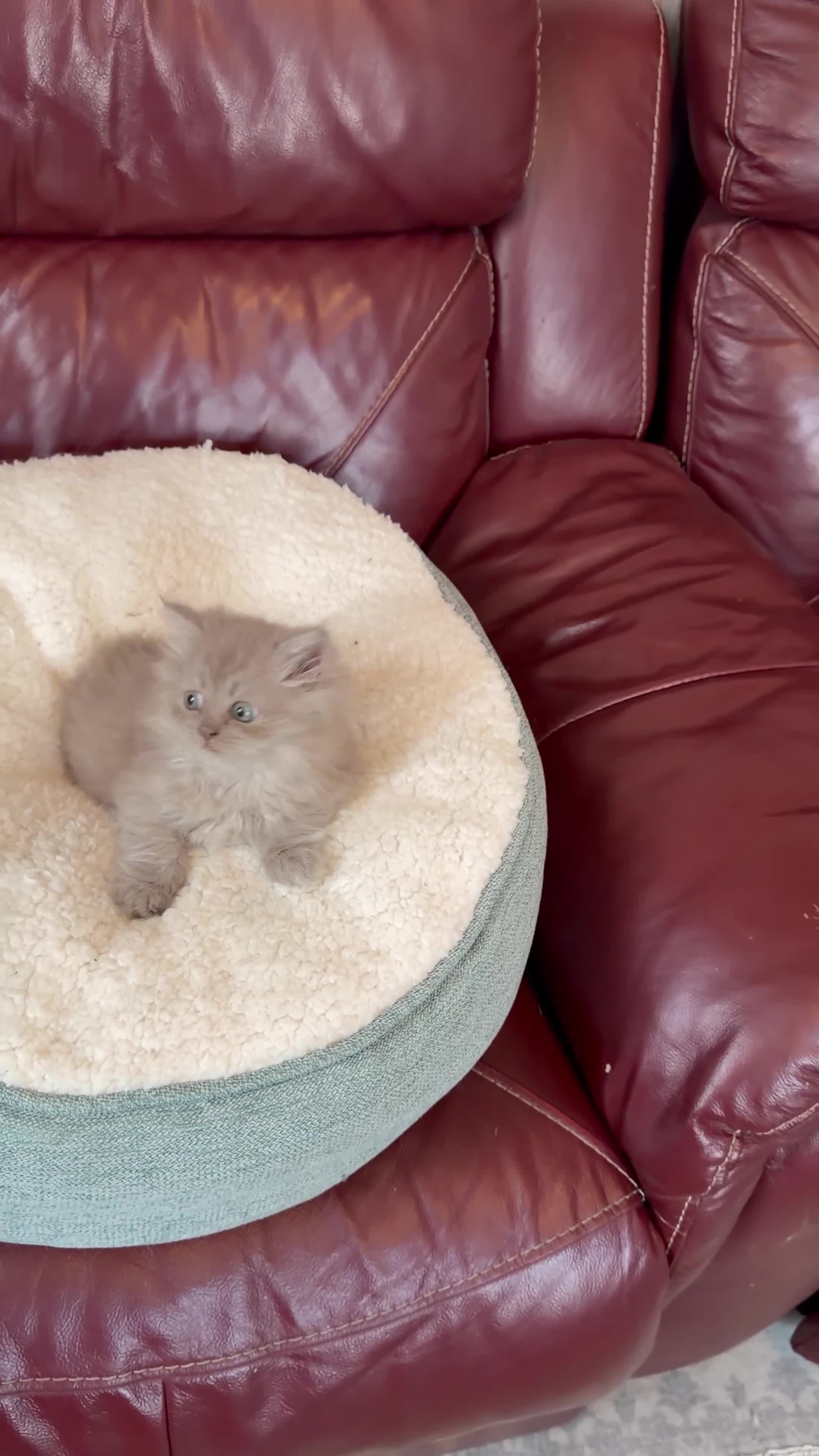 Persian cats for sale: Ready to goBeautiful Persian Kittens for Sale 🐾 in Bristol - Video 2