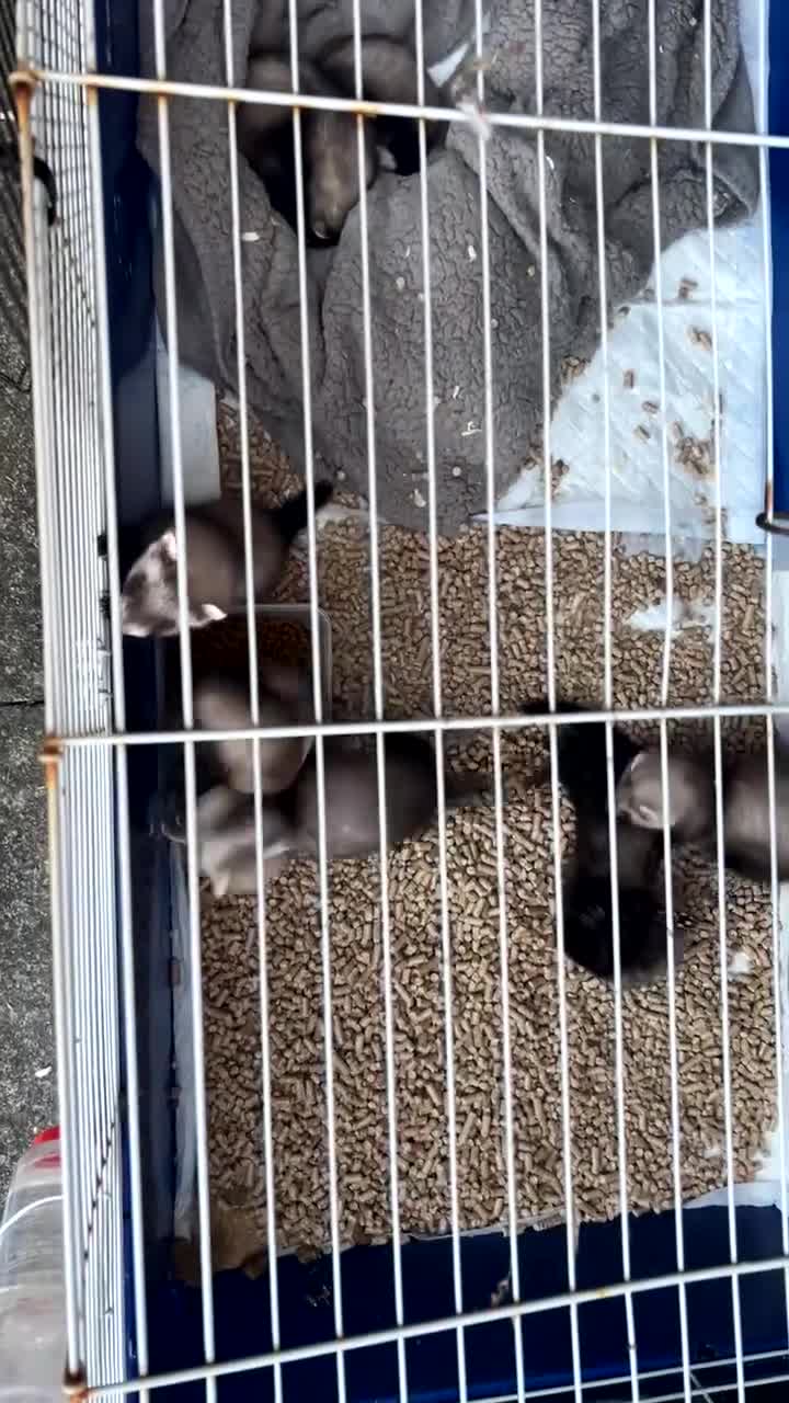 Ferret rodents for sale: Ferrets - Video 1