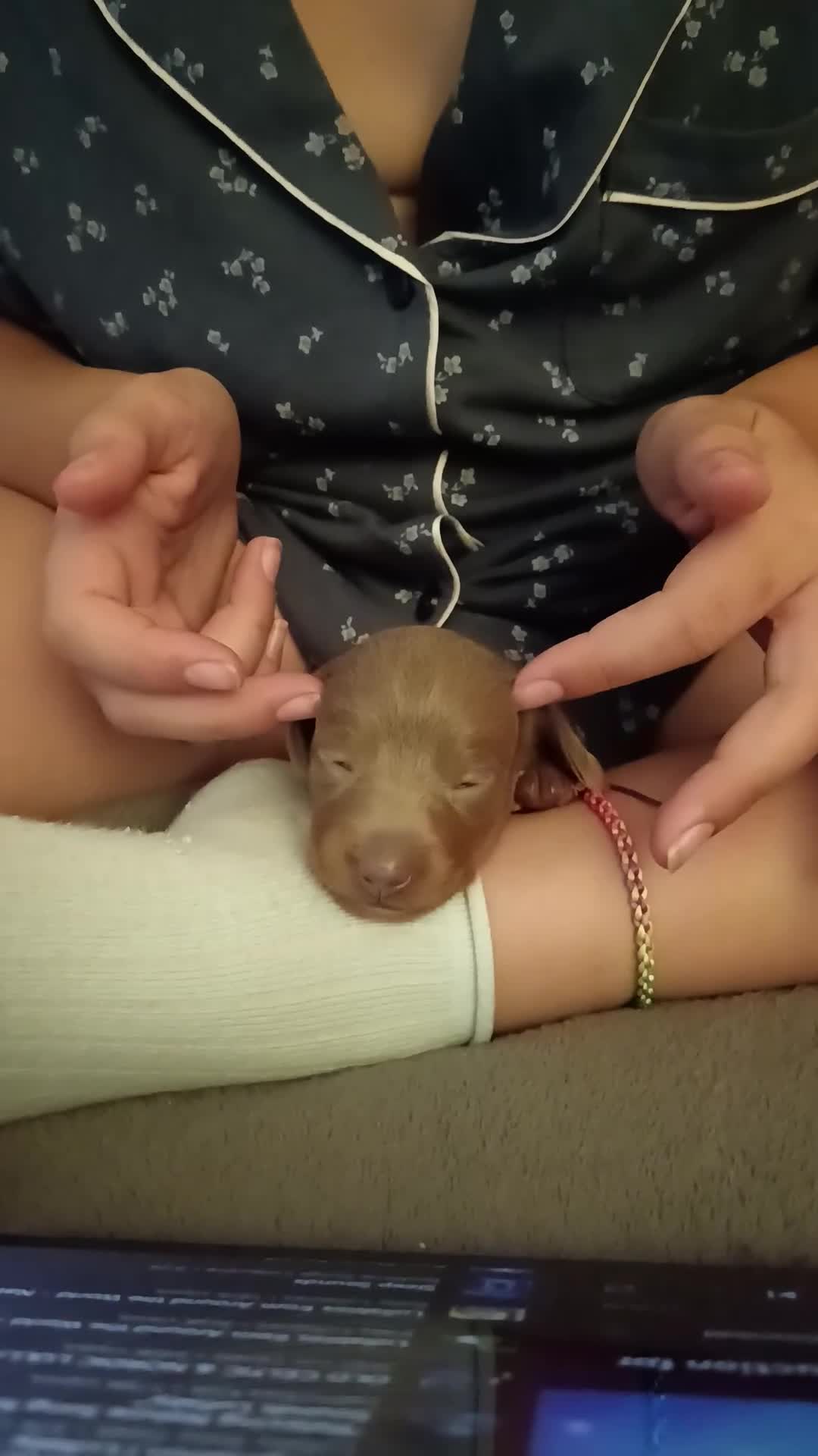 Miniature Dachshund dogs for sale: Stunning Minature Dachshund litter - Video 3