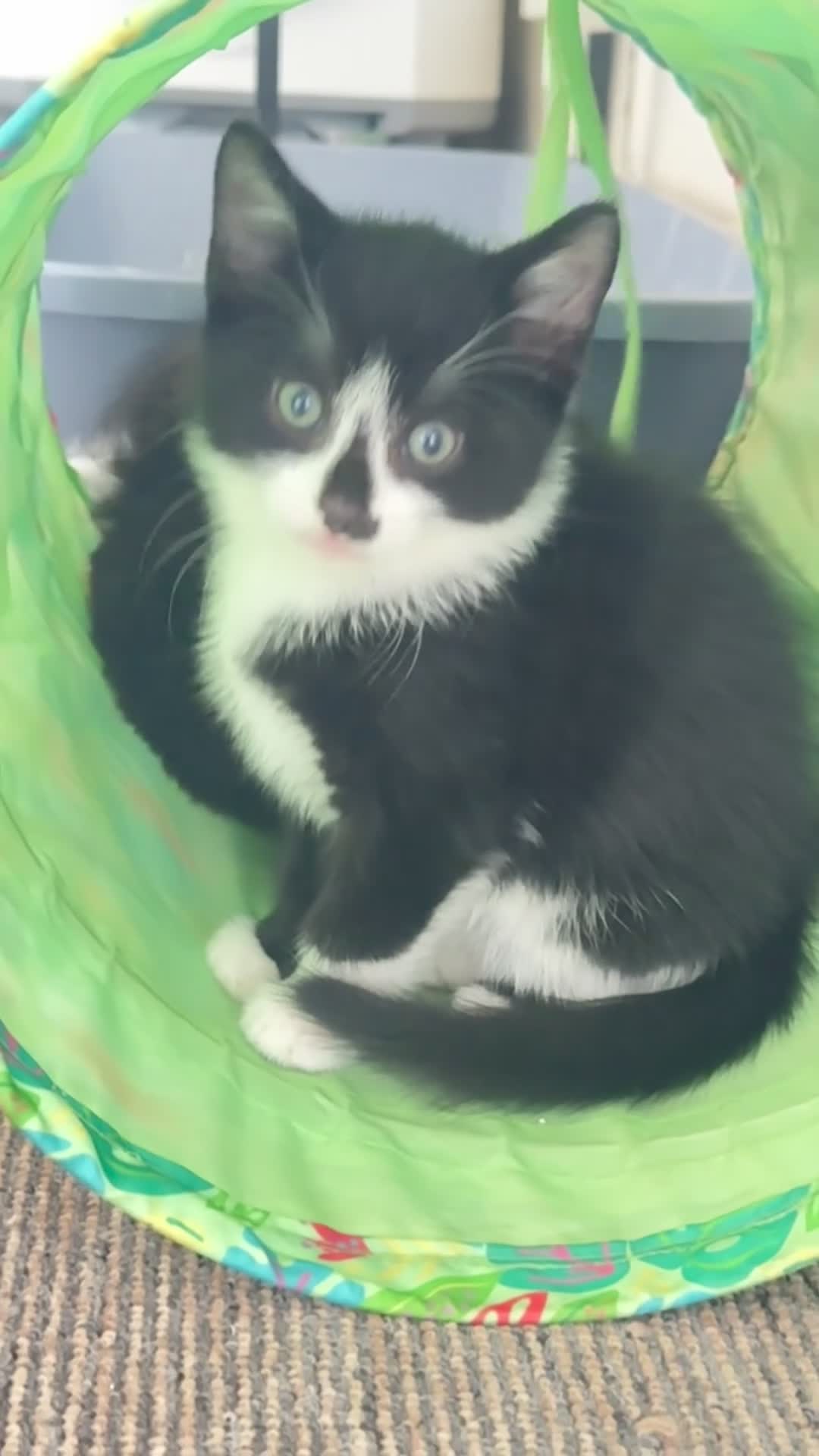Mixed Breed cats for sale: Lovely kittens - Video 1