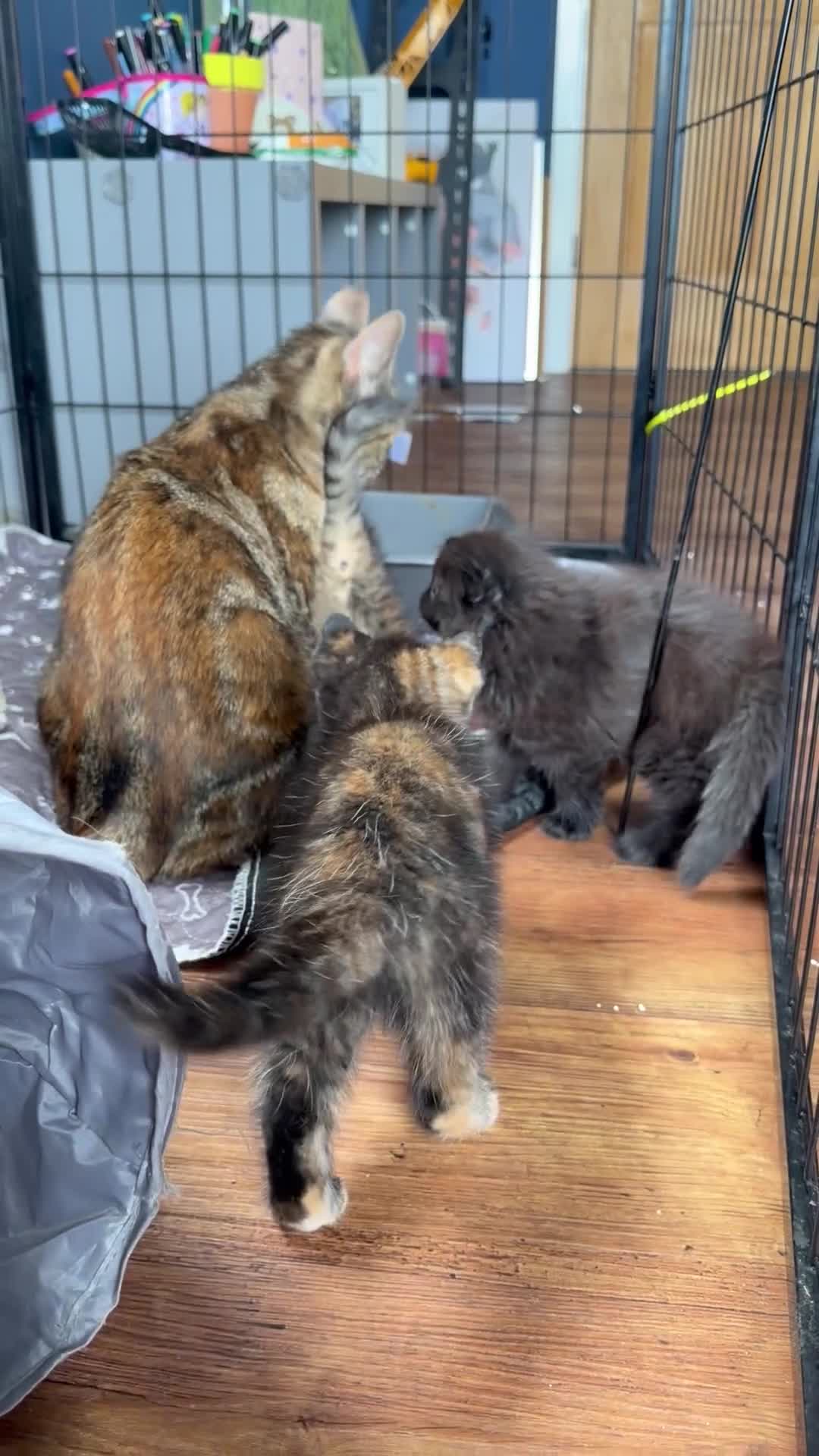 Mixed Breed cats for sale: Mixed ragdoll kittens  - Video 1