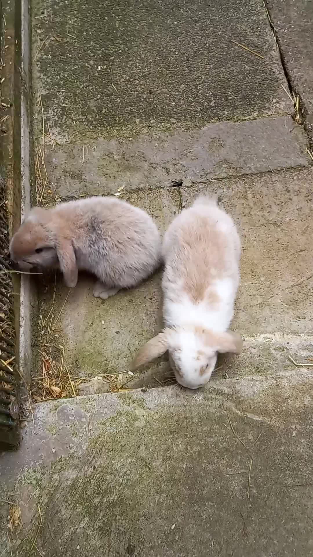Mini Lop rabbits for sale: Mini lop/plush lop babies - Video 2