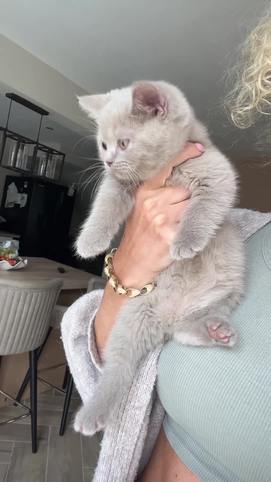 British Shorthair cats for sale: Gccf reg fawn boys  - Video 1