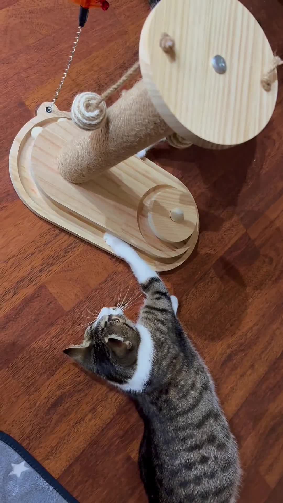 Domestic Shorthair cats for sale: Free girl cat (spayed) - Video 3