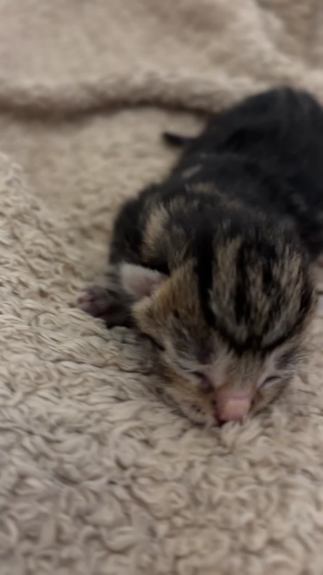 Mixed Breed cats for sale: 5 BEAUTIFUL KITTENS LOOKING FOR THEIR FOREVERHOMES in Worcester - Video 1