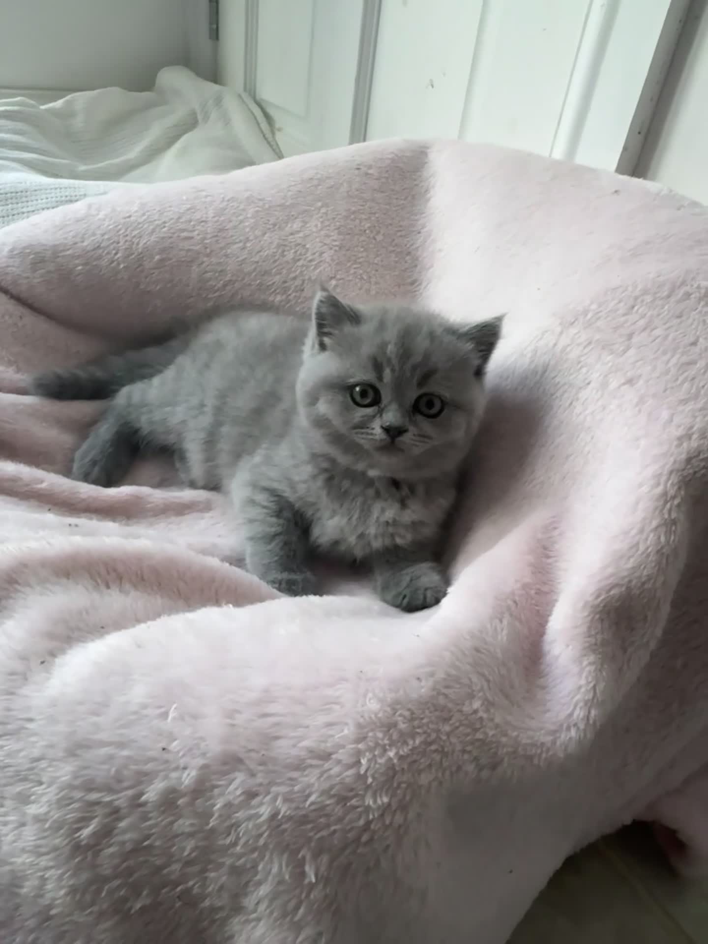 British Shorthair cats for sale: Girl BSH blue kitten available end of August  - Video 1