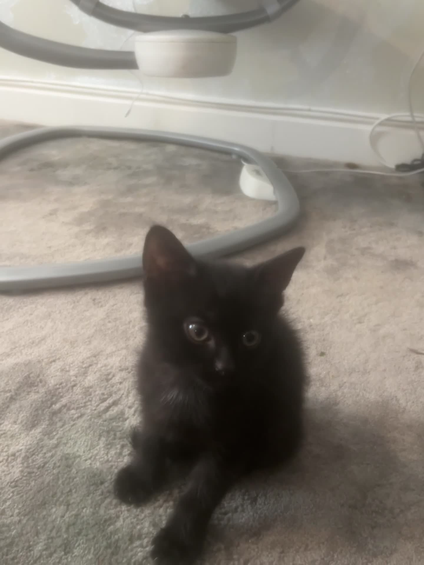 Mixed Breed cats for sale: ‼️🐾two beautiful tuxedo kittens 🐾‼️ in Southampton - Video 3