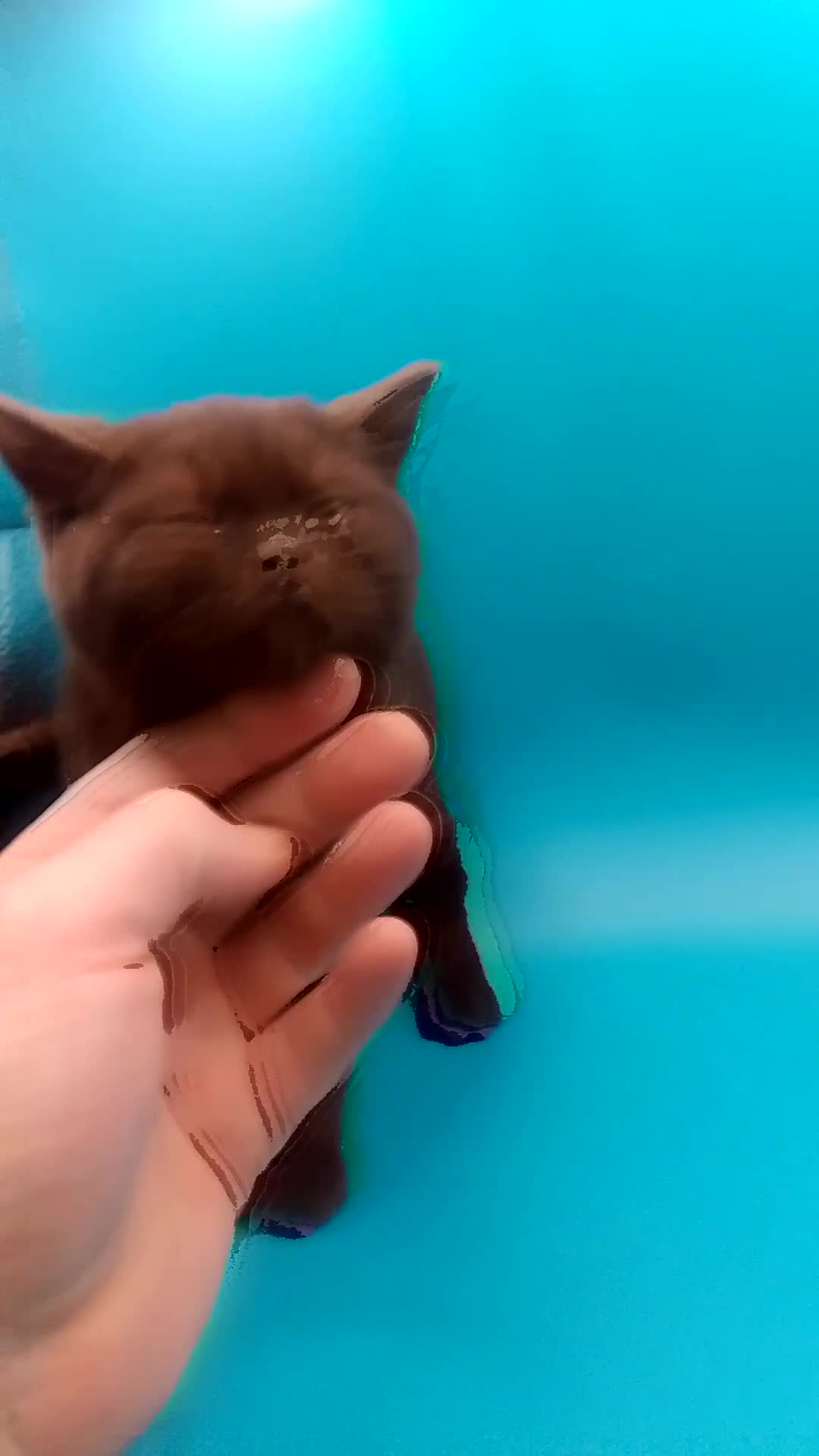 British Shorthair cats for sale: Beautiful  British Shorthair  - Video 4