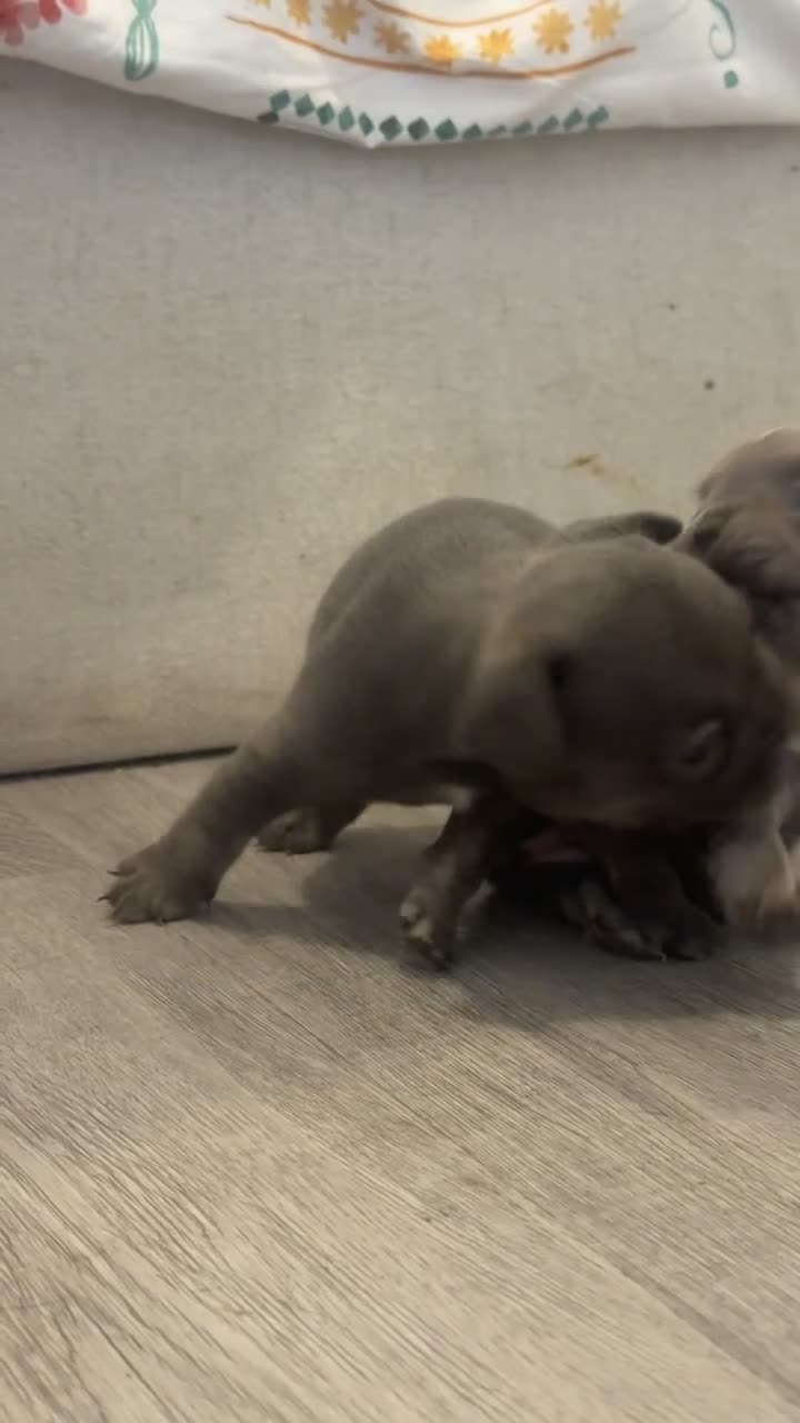 French Bulldog dogs for sale: STUNNING FRENCHIES ✨ - Video 3